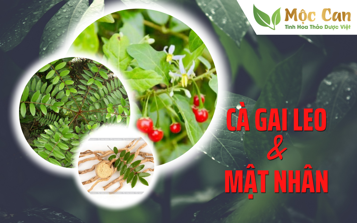 Cà gai leo kết hợp với mật nhân: Hiệu quả cao trong hỗ trợ điều trị bệnh viêm gan virus 1